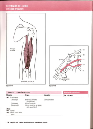 Pruebas Funcionales Musculares  Daniels 6a Edicion