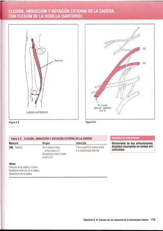 Pruebas Funcionales Musculares  Daniels 6a Edicion