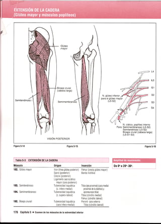 Pruebas Funcionales Musculares  Daniels 6a Edicion
