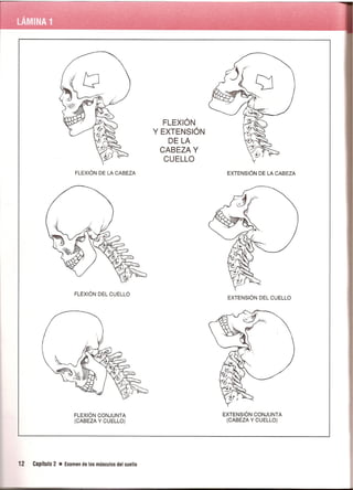 Pruebas Funcionales Musculares  Daniels 6a Edicion