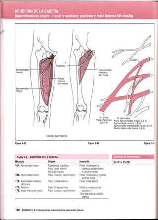 Pruebas Funcionales Musculares  Daniels 6a Edicion