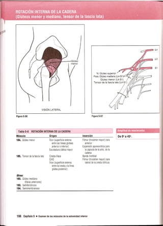Pruebas Funcionales Musculares  Daniels 6a Edicion