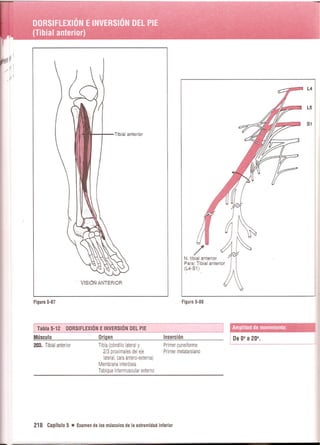 Pruebas Funcionales Musculares  Daniels 6a Edicion