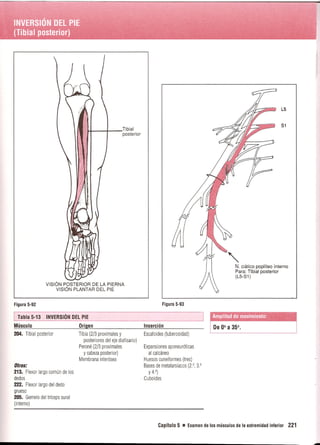 Pruebas Funcionales Musculares  Daniels 6a Edicion