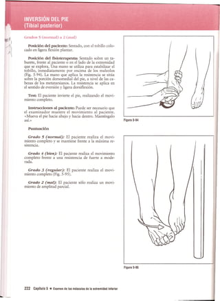 Pruebas Funcionales Musculares  Daniels 6a Edicion