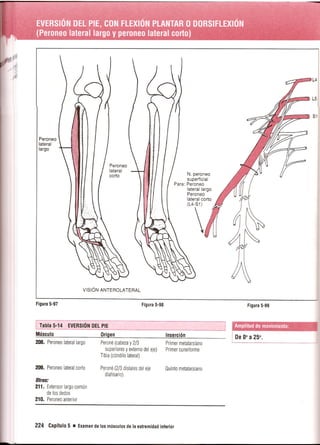 Pruebas Funcionales Musculares  Daniels 6a Edicion