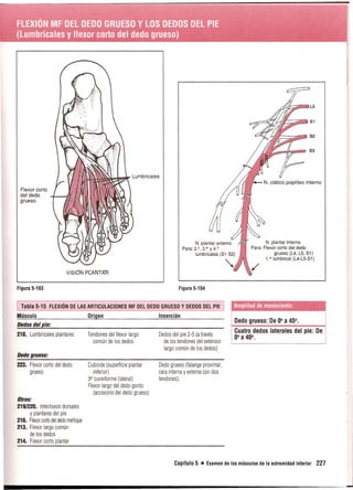Pruebas Funcionales Musculares  Daniels 6a Edicion