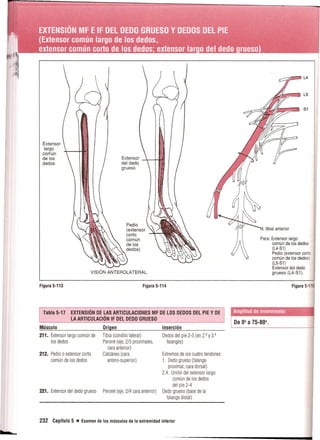 Pruebas Funcionales Musculares  Daniels 6a Edicion