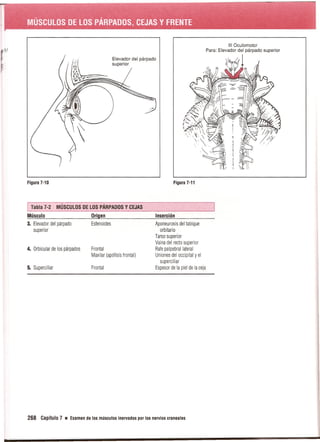 Pruebas Funcionales Musculares  Daniels 6a Edicion