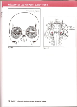 Pruebas Funcionales Musculares  Daniels 6a Edicion