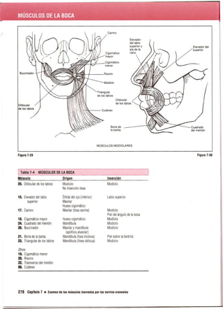 Pruebas Funcionales Musculares  Daniels 6a Edicion