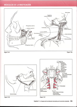 Pruebas Funcionales Musculares  Daniels 6a Edicion