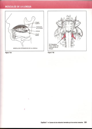 Pruebas Funcionales Musculares  Daniels 6a Edicion