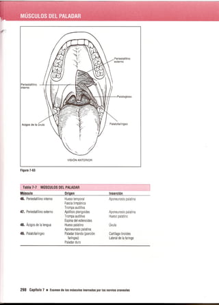Pruebas Funcionales Musculares  Daniels 6a Edicion