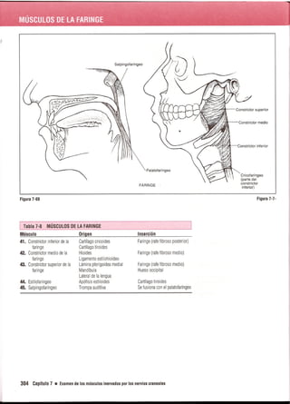 Pruebas Funcionales Musculares  Daniels 6a Edicion