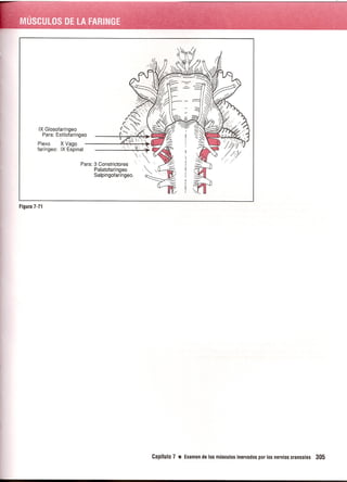 Pruebas Funcionales Musculares  Daniels 6a Edicion