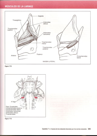 Pruebas Funcionales Musculares  Daniels 6a Edicion