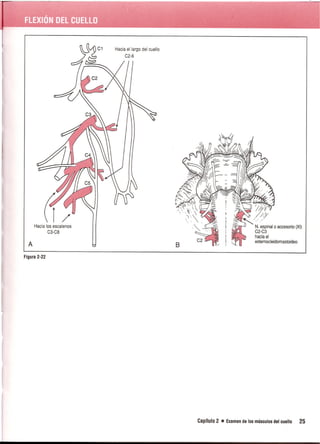 Pruebas Funcionales Musculares  Daniels 6a Edicion