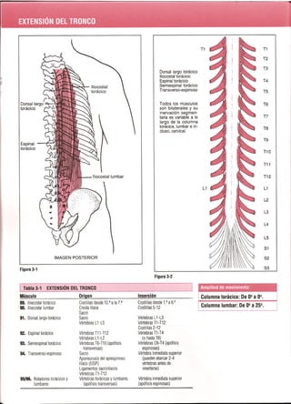 Pruebas Funcionales Musculares  Daniels 6a Edicion