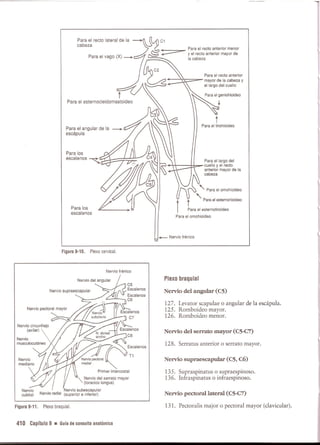 Pruebas Funcionales Musculares  Daniels 6a Edicion