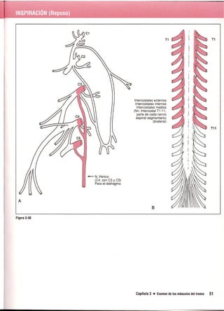 Pruebas Funcionales Musculares  Daniels 6a Edicion