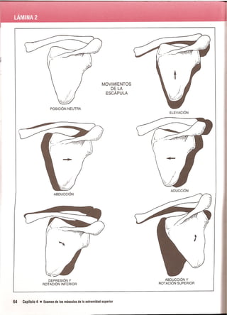 Pruebas Funcionales Musculares  Daniels 6a Edicion