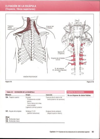 Pruebas Funcionales Musculares  Daniels 6a Edicion
