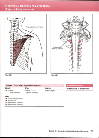 Pruebas Funcionales Musculares  Daniels 6a Edicion