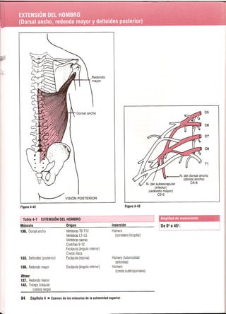 Pruebas Funcionales Musculares  Daniels 6a Edicion