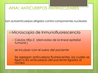 ANA: ANTICUERPOS ANTINUCLEARES
Son autoanticuerpos dirigidos contra componentes nucleares

 Microscopia

de Inmunofluorescencia



Celulas HEp-2 (derivadas de la lineal epitelial
tumoral )



se incuban con el suero del paciente



Se agregan anticuerpos fluorescentes, los cuales se
ligan a los anticuerpos del paciente ligados al
nucleo

 