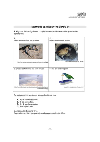 APLICACIÓN PILOTO 2008-1 
EJEMPLOS DE PREGUNTAS GRADO 5º 
1. Algunos de los siguientes comportamientos son heredados y otros son 
aprendidos: 
1. 
pájaro alimentando a sus pichones 
- 9 - 
http://perso.wanadoo.es/mispajaros/golondrina/4.jpg 
2. 
pájaro construyendo un nido 
http://www.horneros.bbt.net.ar/ 
3. Unas aves formando una V en el vuelo 
http://www.damisela.com/zoo/ave/otros/pelecan/pelican/o 
ccidentalis/f13.jpg 
4. una lora en monopatín 
www.loro-shop.com/.../index.html 
De estos comportamientos se puede afirmar que 
A. 1 y 4 son heredados. 
B. 2 es aprendido. 
C. 3 y 4 son heredados. 
D. 4 es aprendido. 
Componente: Entorno Vivo 
Competencia: Uso comprensivo del conocimiento científico 
 