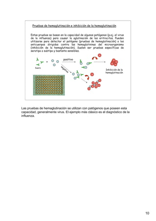 10
Pruebas de hemaglutinación e inhibición de la hemaglutinación
Estas pruebas se basan en la capacidad de algunos patógenos (p.ej. el virus
de la influenza) para causar la aglutinación de los eritrocitos. Pueden
utilizarse para detectar el patógeno (pruebas de hemaglutinación) o los
anticuerpos dirigidos contra las hemaglutininas del microorganismo
(inhibición de la hemaglutinación). Suelen ser pruebas específicas de
serotipo o subtipo y bastante sensibles.
+
Suero
positivo
negativo
Inhibición de la
hemaglutinación
Las pruebas de hemaglutinación se utilizan con patógenos que poseen esta
capacidad, generalmente virus. El ejemplo más clásico es el diagnóstico de la
influenza.
 