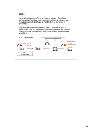 11
ELISA
Placa de ELISA tapizada
con el antígeno
Añadir suero
Añadir anti-inmunoglobulina
conjugada a enzima (peroxidasa)
Añadir sustrato
y leer
Las pruebas inmunoenzimáticas se basan en una reacción antígeno
anticuerpo que tiene lugar sobre un soporte sólido (normalmente una
microplaca de plástico) a la que se ha adsorbido un antígeno o un
anticuerpo.
La prueba puede desarrollarse en diferentes modalidades pero en
todas ellas la reacción final se revela mediante un enzima que modifica
un substrato que adquiere color. Se trata de pruebas muy sensibles y
específicas
a) ELISA indirecto
 