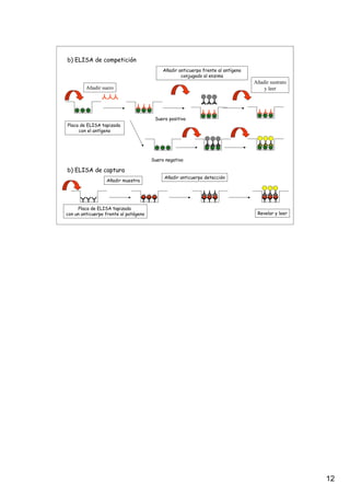 12
b) ELISA de competición
Placa de ELISA tapizada
con el antígeno
Añadir suero
Añadir anticuerpo frente al antígeno
conjugado al enzima
Añadir sustrato
y leer
Suero positivo
Suero negativo
b) ELISA de captura
Añadir muestra
Añadir anticuerpo detección
Revelar y leer
Placa de ELISA tapizada
con un anticuerpo frente al patógeno
 