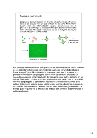 14
Pruebas de neutralización
Las pruebas de neutralización van dirigidas a la detección de anticuerpos
capaces de bloquear los epítopos críticos del patógeno. Normalmente
suelen tener una interpretación biológica correlacionada con la
protección. Sin embargo, no suelen ser útiles para diferenciar respuestas
entre animales infectados y vacunados ya que la matyoría de vacunas
inducen anticuerpos neutralizantes
+
Suero
+
Cultivo celular
o inoculación
Cultivo celular sin alteraciones
Las pruebas de neutralización y en particular las de neutralización vírica, son uno
de los estándares habituales para medir los niveles de inmunidad protectiva
frente a un patógeno. Normalmente la prueba se realiza en dos pasos, uno
primero de incubación del patógeno con el suero del animal a analizar y un
segundo consistente en la inoculación del patógeno en un cultivo celular o en un
animal. Si el suero contenía anticuerpos neutralizantes, se bloquea la capacidad
infectiva del patógeno y; por lo tanto, no produce la infección del animal o del
cultivo. Este mismo sistema puede utilizarse con toxinas o bacterias. A pesar de
su utulidad, este método ha caído en desuso fuera de la investigación debido al
tiempo quew requiere y a la dificultad de trabajar con animales experimentales o
cultivos celulares.
 