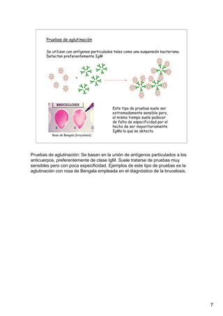 7
Pruebas de aglutinación
Se utilizan con antígenos particulados tales como una suspensión bacteriana.
Detectan preferentemente IgM
+
Rosa de Bengala (brucelosis)
Este tipo de pruebas suele ser
extremadamente sensible pero,
al mismo tiempo suele padecer
de falta de especificidad por el
hecho de ser mayoritariamente
IgMs lo que se detecta
Pruebas de aglutinación: Se basan en la unión de antígenos particulados a los
anticuerpos, preferentemente de clase IgM. Suele tratarse de pruebas muy
sensibles pero con poca especificidad. Ejemplos de este tipo de pruebas es la
aglutinación con rosa de Bengala empleada en el diagnóstico de la brucelosis.
 