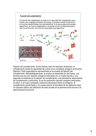 9
Fijación del complemento
positivo negativo
La fijación del complemento se basa en la capacidad del complemento para
unirse a los complejos antígeno-anticuerpo. La prueba incluye la adición de
eritrocitos sensibilizados con una hemolisina. Si el suero posee anticuerpos
específicos, se fija el complemento y no puede unirse a la hemolisina para
lisar los eritrocitos. Se trata de una prueba muy específica.
+
C
C
C
C
C
C
C
Suero Antígeno
positivo
negativo
C
C
C
C
C
C
C
positivo
negativo
Fijación del complemento: Como hemos visto en capítulos anteriores, el
complemento posee la capacidad de unirse a los complejos antígeno anticuerpo
(fijación). Esta capacidad es aprovechada en la prueba de fijación del
complemento. Metodológicamente, la prueba se desarrolla en dos fases, una
primera que es una reacción antígeno anticuerpo en un medio líquido y una
segunda consistente en la adición de complemento, una hemolisina dependiente
de complemento y eritrocitos. Si se ha producido reacción antígeno-anticuerpo,
es decir, si el suero analizado contenía anticuerpos frente al antígeno, el
complemento queda fijado y no puede activar la hemólisis de los glóbulos rojos.
Un ejemplo clásico de utilización de esta prueba es la perineumonía bovina o la
pleuroneumonía porcina.
 