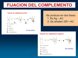 FIJACION DEL COMPLEMENTO
-Se produce en dos fases:
1. Rx Ag – AC
2. Se añaden GR + AC
1. 2.
 