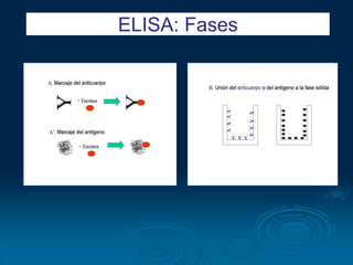 ELISA: Fases
 