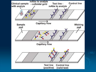 CLASE DE PRUEBAS SEROLOGICAS 2023-2024.ppt