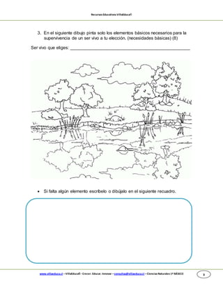 RecursosEducativosVillaEduca®
www.villaeduca.cl –VillaEduca® -Crecer. Educar. Innovar –consultas@villaeduca.cl –CienciasNaturales 1º BÁSICO 3
3. En el siguiente dibujo pinta solo los elementos básicos necesarios para la
supervivencia de un ser vivo a tu elección. (necesidades básicas) (8)
Ser vivo que eliges: _________________________________________________
 Si falta algún elemento escríbelo o dibújalo en el siguiente recuadro.
 