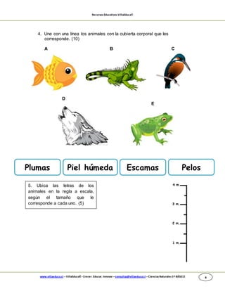 RecursosEducativosVillaEduca®
www.villaeduca.cl –VillaEduca® -Crecer. Educar. Innovar –consultas@villaeduca.cl –CienciasNaturales 1º BÁSICO 4
4. Une con una línea los animales con la cubierta corporal que les
corresponde. (10)
A B C
D
E
PelosPlumas Piel húmeda Escamas
5. Ubica las letras de los
animales en la regla a escala,
según el tamaño que le
corresponde a cada uno. (5)
 