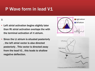 P Wave form in lead V1
2.
▪ Left atrial activation begins slightly later
than Rt atrial activation overlaps the with
the terminal activation of rt atrium.
▪ Since the Lt atrium is situated posteriorly
, the left atrial vector is also directed
posteriorly . This vector is directed away
from the lead V1 , this leads to shallow
negative deflection.
 