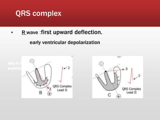 QRS complex
▪ R wave :first upward deflection.
early ventricular depolarization
Why R wave is
positive?
 
