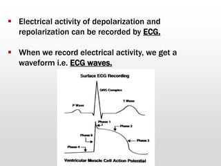  Electrical activity of depolarization and
repolarization can be recorded by ECG.
 When we record electrical activity, we get a
waveform i.e. ECG waves.
 
