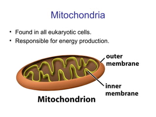 Mitochondria
• Found in all eukaryotic cells.
• Responsible for energy production.
 