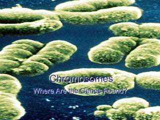 Chromosomes
Where Are the Genes Found?
 