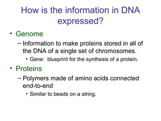 How is the information in DNA
expressed?
• Genome
– Information to make proteins stored in all of
the DNA of a single set of chromosomes.
• Gene: blueprint for the synthesis of a protein.
• Proteins
– Polymers made of amino acids connected
end-to-end
• Similar to beads on a string.
 