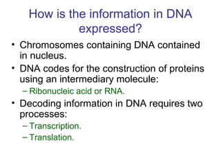 How is the information in DNA
expressed?
• Chromosomes containing DNA contained
in nucleus.
• DNA codes for the construction of proteins
using an intermediary molecule:
– Ribonucleic acid or RNA.
• Decoding information in DNA requires two
processes:
– Transcription.
– Translation.
 