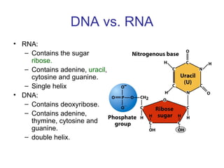 DNA vs. RNA
• RNA:
– Contains the sugar
ribose.
– Contains adenine, uracil,
cytosine and guanine.
– Single helix
• DNA:
– Contains deoxyribose.
– Contains adenine,
thymine, cytosine and
guanine.
– double helix.
 